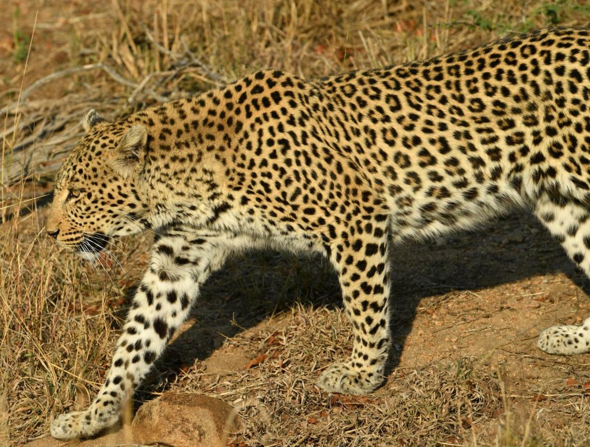 Bona Ngwenya Lodge & Safaris Marloth Park Exterior foto