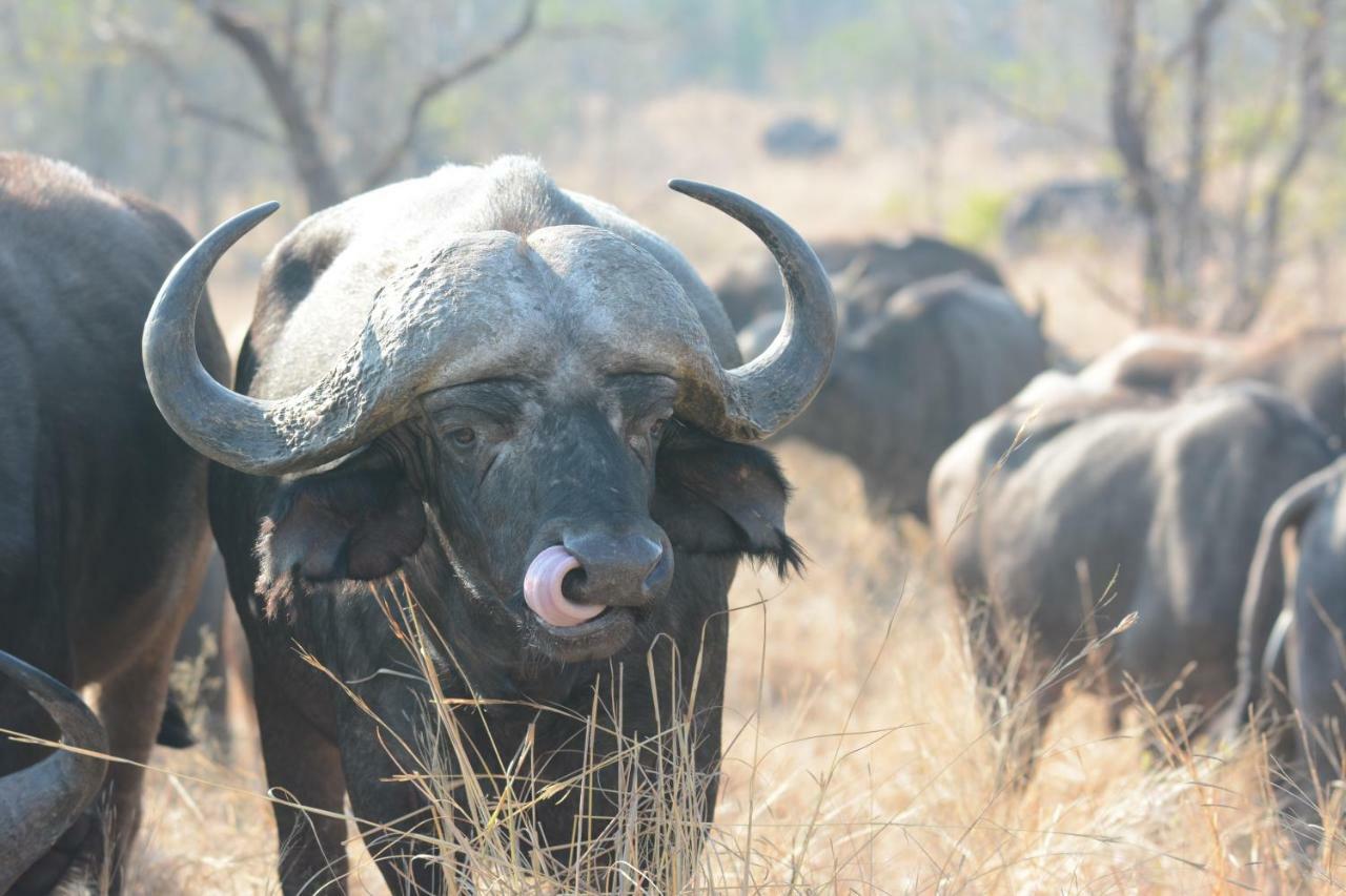 Bona Ngwenya Lodge & Safaris Marloth Park Exterior foto
